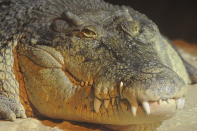 Ca va pincer_4299197294_l.jpg